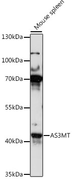 AS3MT Antibody