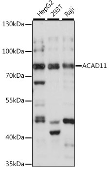 ACAD11 Antibody