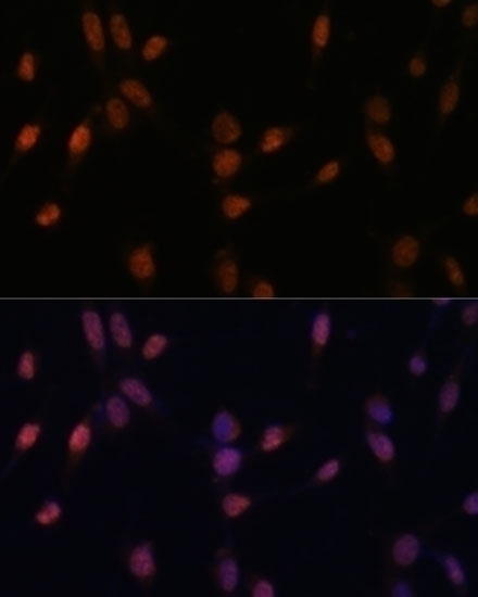 USP33 Antibody