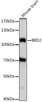 BRD2 Antibody