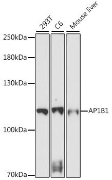 AP1B1 Antibody