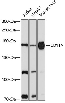CD11A Antibody