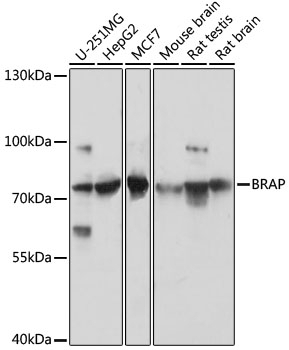 BRAP Antibody