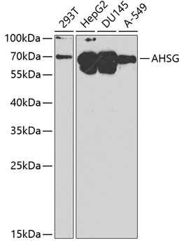 AHSG Antibody