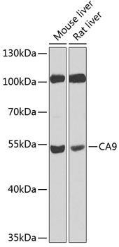 CA9 Antibody