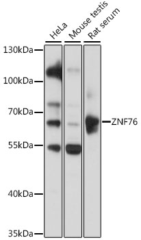 ZNF76 Antibody