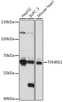 TXNRD1 Antibody