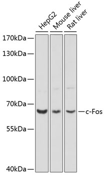 c-Fos Antibody