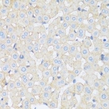 ASGR1 Antibody