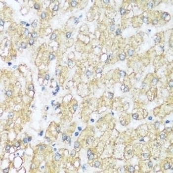 ATP5I Antibody