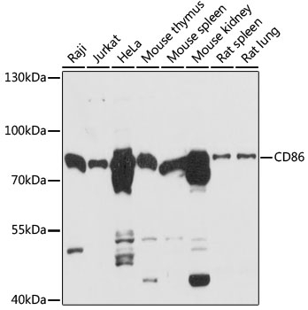 CD86 Antibody