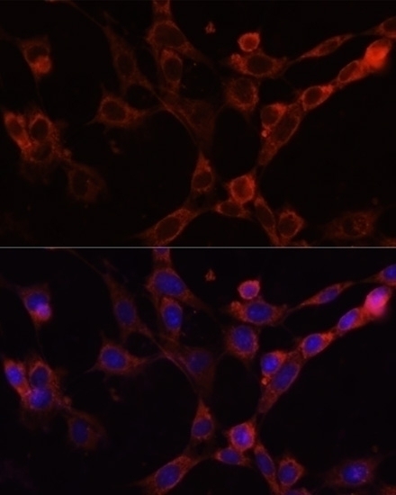 CD44 Antibody