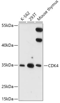 CDK4 Antibody