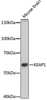 KEAP1 Antibody
