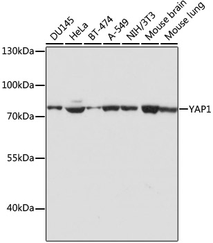 YAP1 Antibody