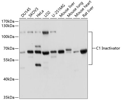 C1 Inactivator Antibody