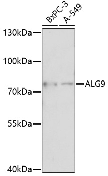 ALG9 Antibody