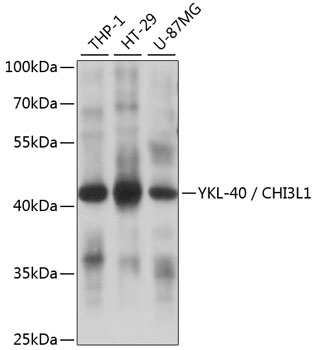 YKL-40 / CHI3L1 Antibody