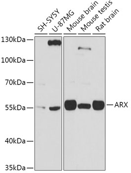 ARX Antibody