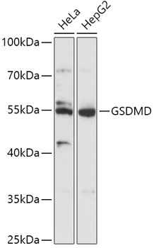 GSDMD Antibody
