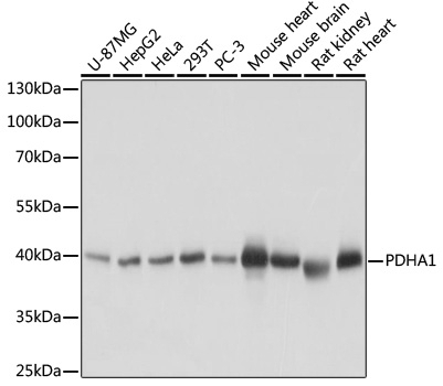 PDHA1 Antibody