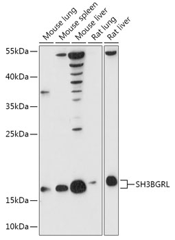 SH3BGRL Antibody