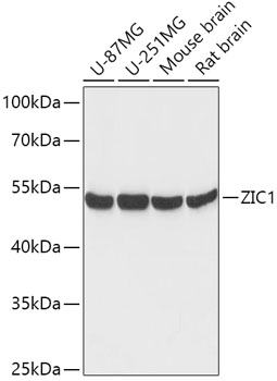 ZIC1 Antibody
