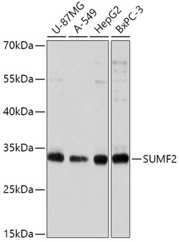 SUMF2 Antibody