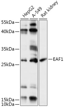 EAF1 Antibody