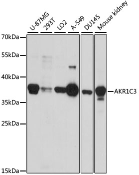 AKR1C3 Antibody