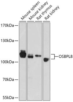 OSBPL8 Antibody