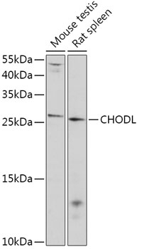 CHODL Antibody