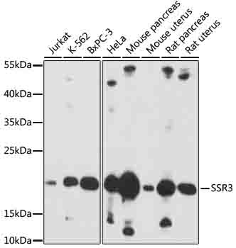 SSR3 Antibody