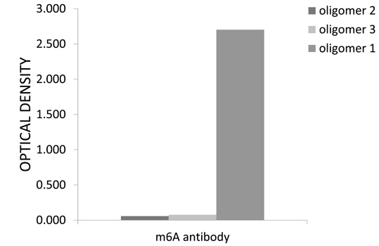 m6A Antibody