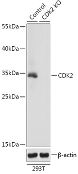 CDK2 Antibody, KO Validated