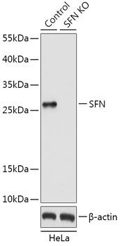 SFN Antibody, KO Validated