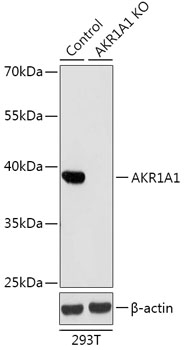 AKR1A1 Antibody, KO Validated