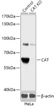 CAT Antibody, KO Validated