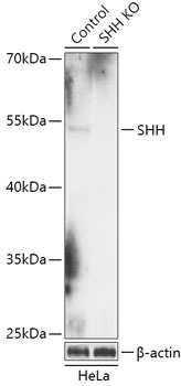 SHH Antibody, KO Validated