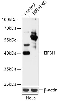 EIF3H Antibody, KO Validated