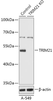 TRIM21 Antibody, KO Validated