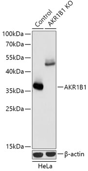 AKR1B1 Antibody, KO Validated