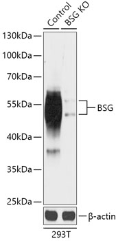 BSG Antibody, KO Validated
