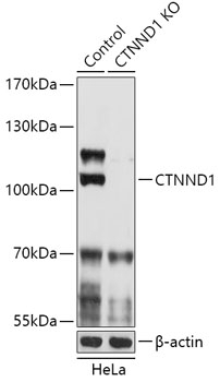 CTNND1 Antibody, KO Validated