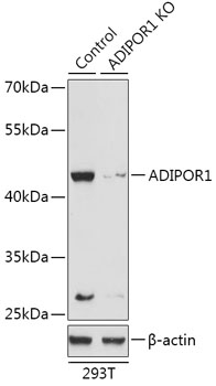 ADIPOR1 Antibody, KO Validated