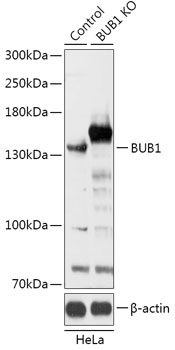 BUB1 Antibody, KO Validated
