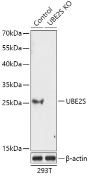 UBE2S Antibody, KO Validated