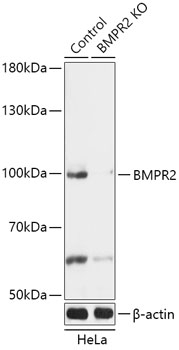 BMPR2 Antibody, KO Validated