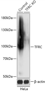TFRC Antibody, KO Validated