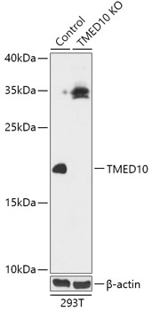 TMED10 Antibody, KO Validated